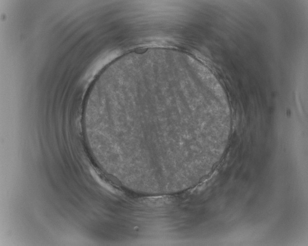 X0000066990050200604212008
