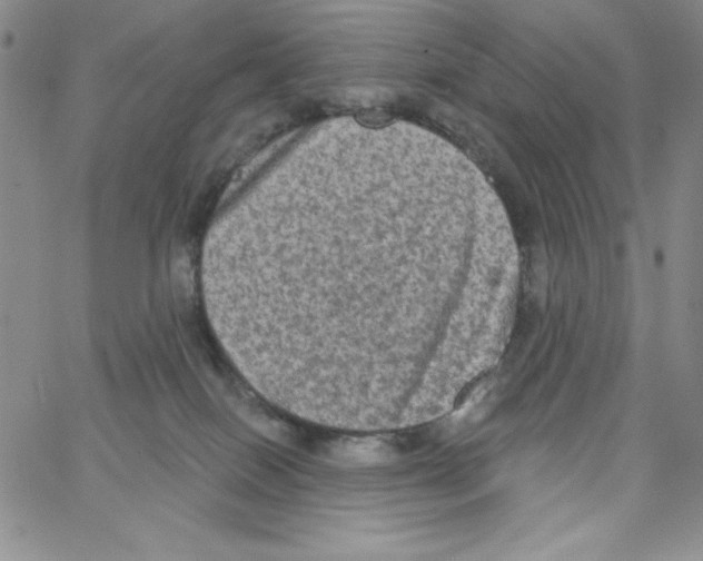 X0000066990086200604212009