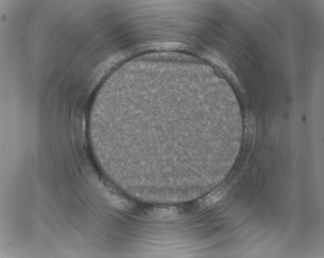 X0000066990110200604212008