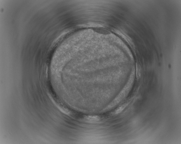 X0000066990157200604212007