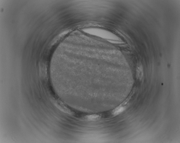 X0000066990158200604212007
