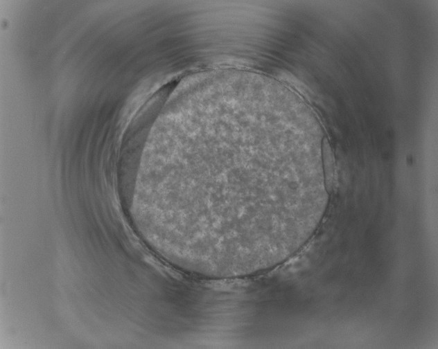 X0000066990241200604212005