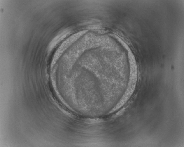 X0000066990245200604212005
