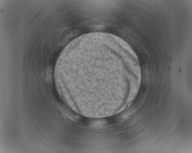 X0000066990274200604212005