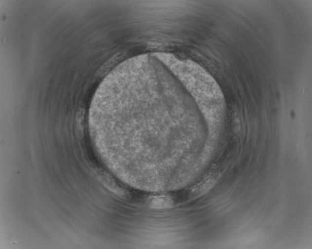 X0000066990275200604212005