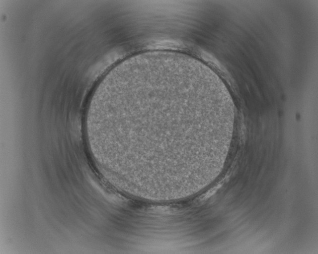 X0000066990298200604212004
