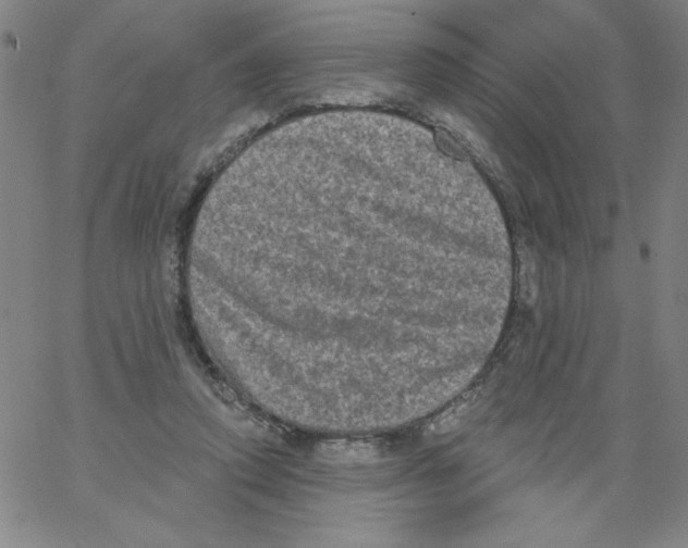 X0000066990354200604212003