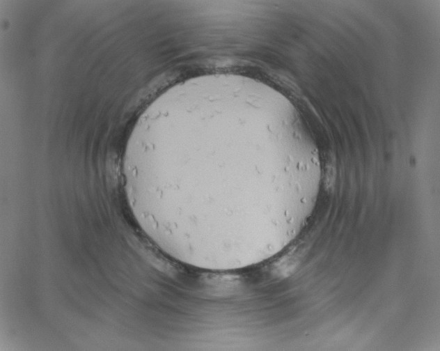 X0000066990476200604212002