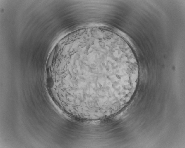 X0000066990810200604211956