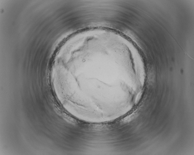 X0000066990832200604211955