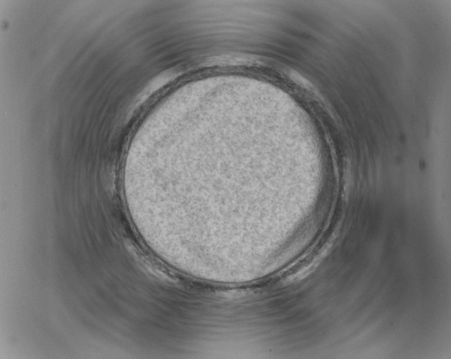 X0000066991017200604211952