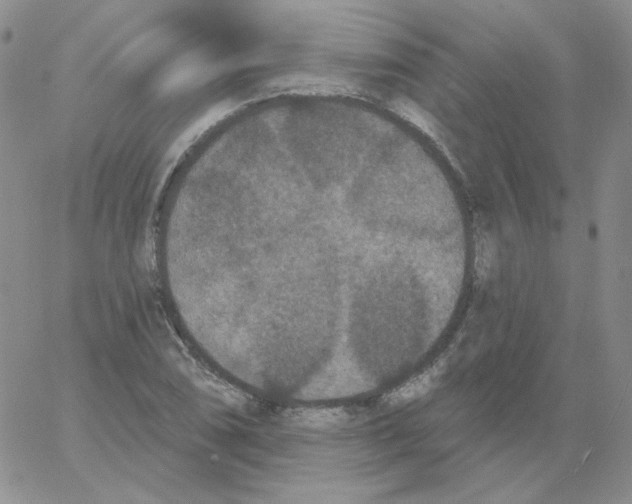 X0000066991074200604211952