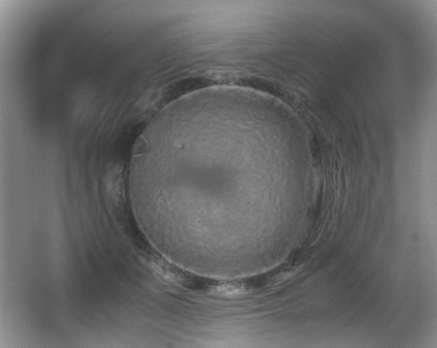 X0000067000511200603241345