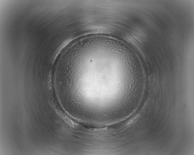 X0000067000875200603241339