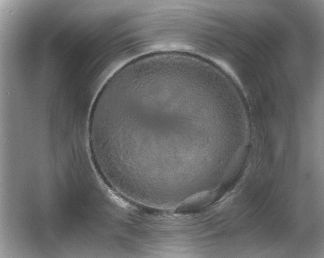 X0000067000895200603241339