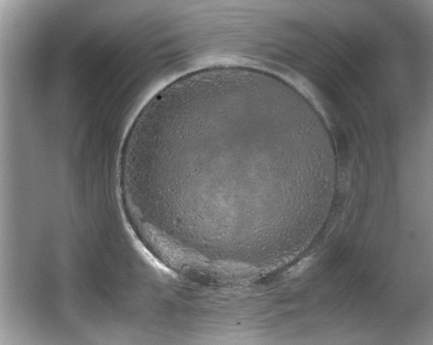 X0000067000903200603241339