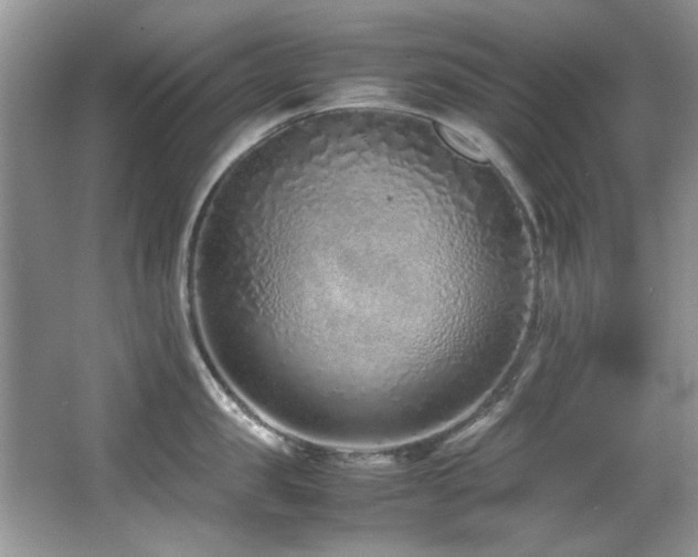 X0000067000957200603241339