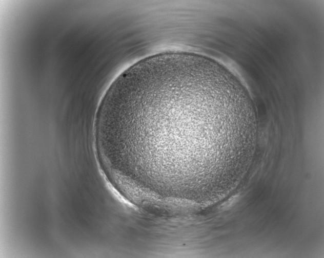 X0000067000903200603271337