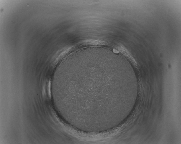 X0000067000014200603311626