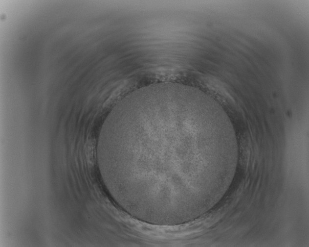 X0000067000034200603311625