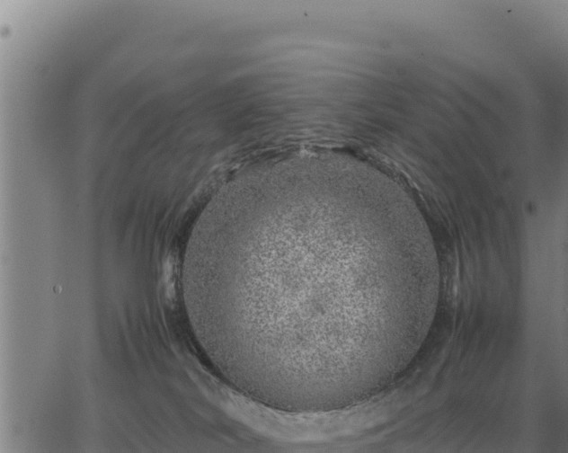 X0000067000038200603311625