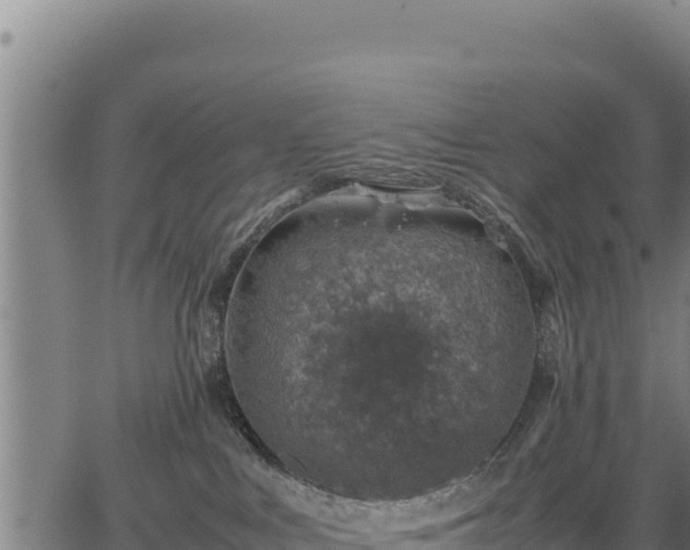 X0000067000043200603311625