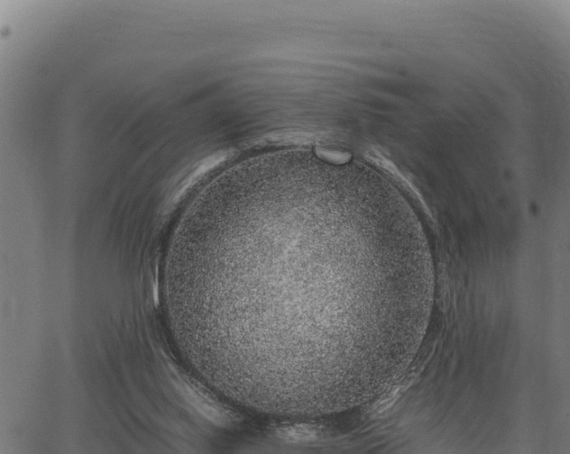 X0000067000062200603311625