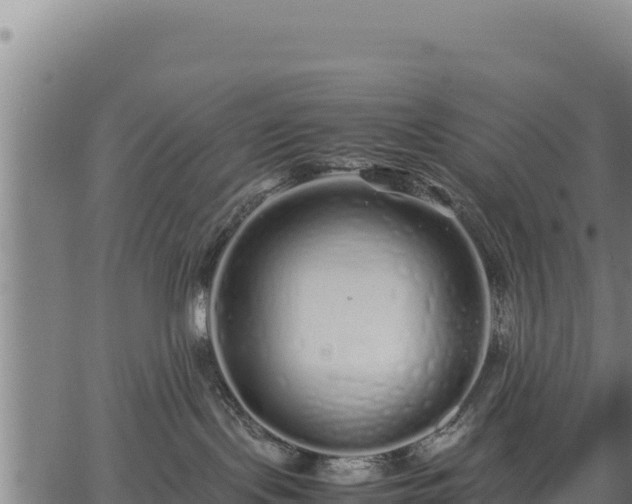 X0000067000095200603311625