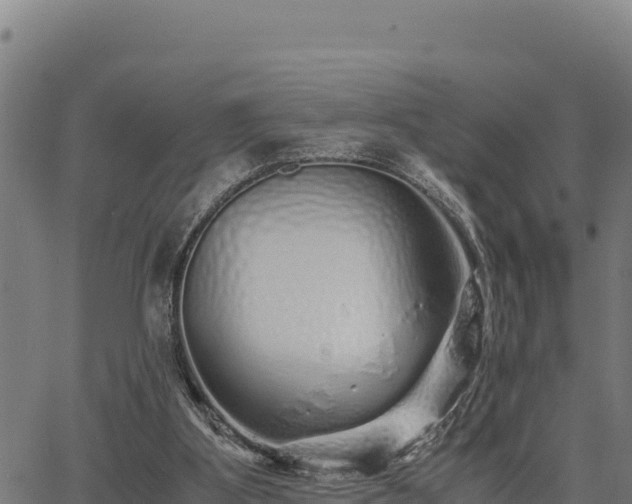 X0000067000107200603311624