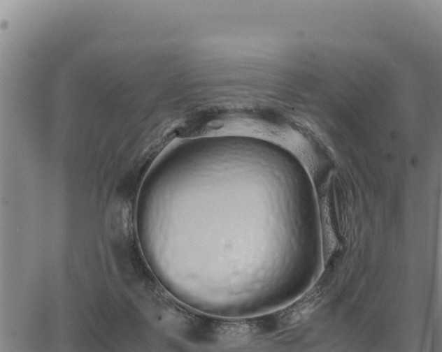 X0000067000123200603311624