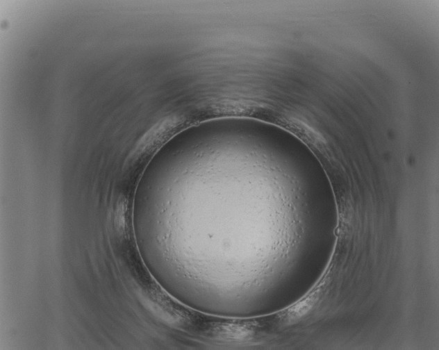 X0000067000166200603311623