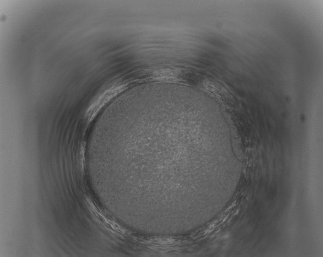 X0000067000194200603311623