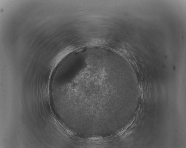 X0000067000196200603311623