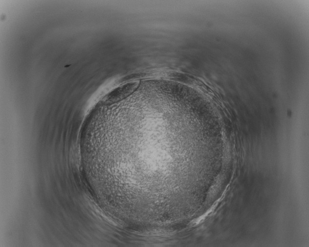 X0000067000198200603311623