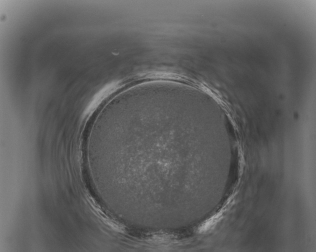 X0000067000199200603311623