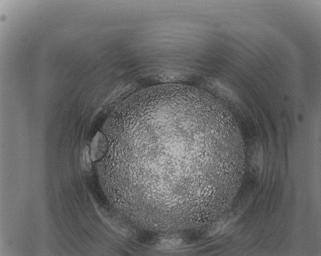 X0000067000214200603311623