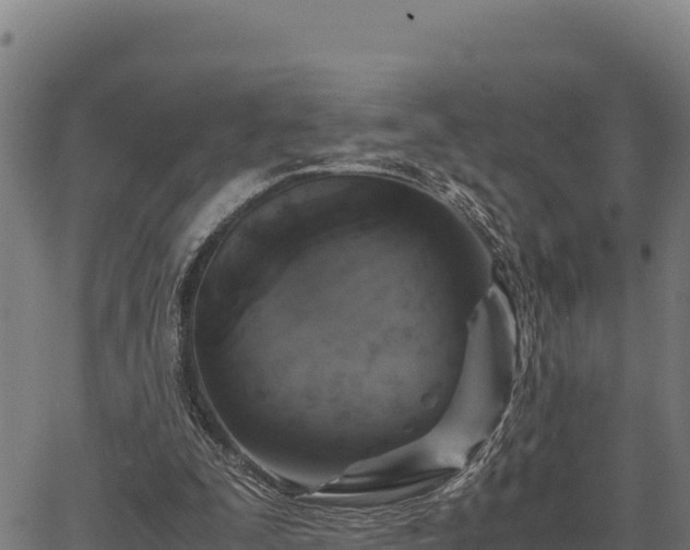 X0000067000295200603311621