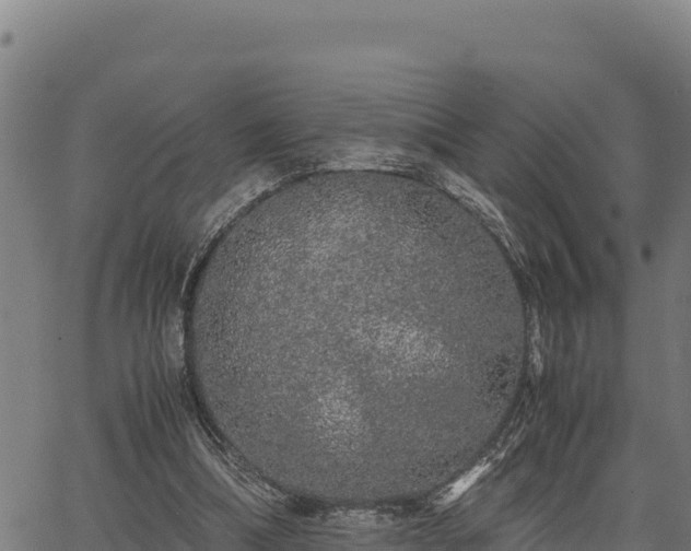 X0000067000298200603311621