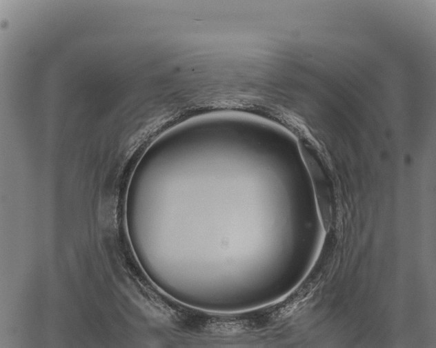 X0000067000299200603311621