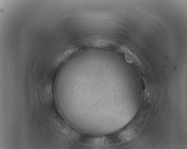 X0000067000306200603311621