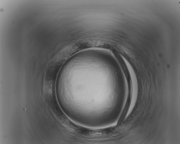 X0000067000315200603311621