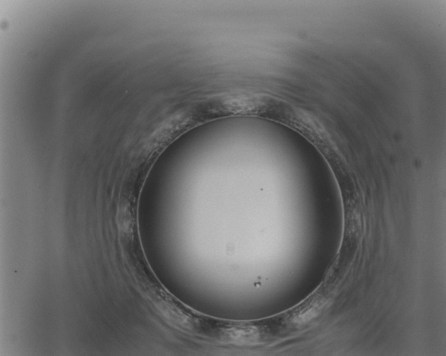 X0000067000317200603311621