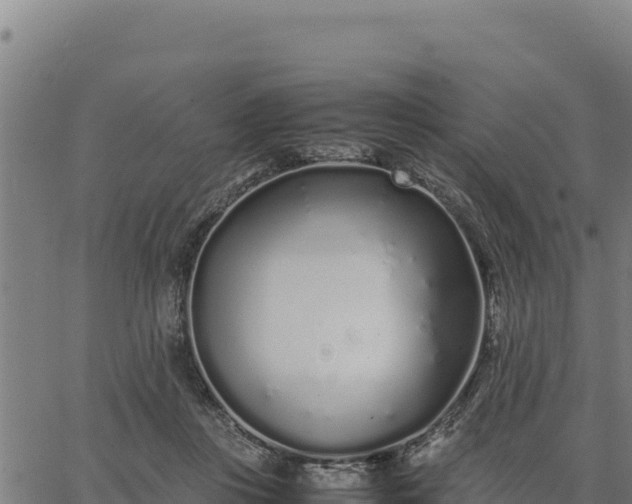 X0000067000359200603311620