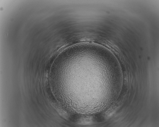 X0000067000369200603311620