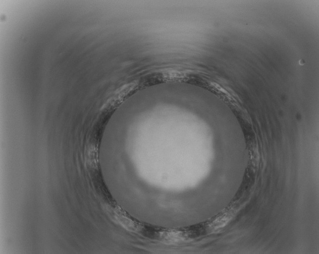 X0000067000419200603311619