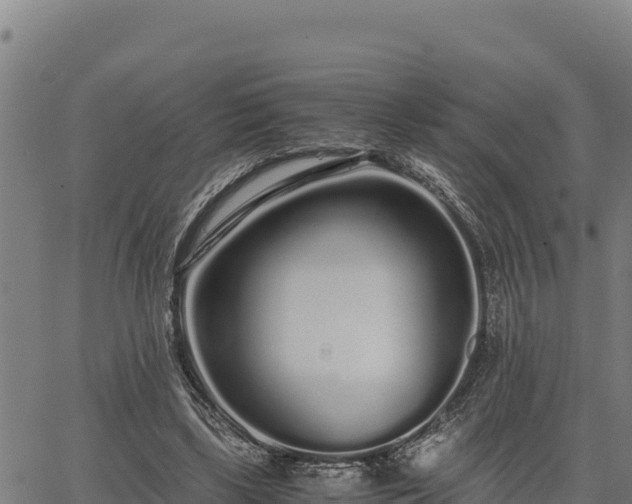 X0000067000443200603311618