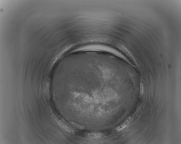 X0000067000444200603311618