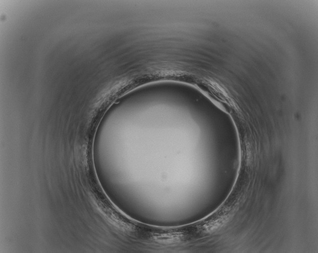 X0000067000447200603311618