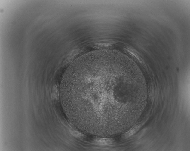 X0000067000467200603311619