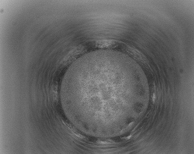 X0000067000510200603311618